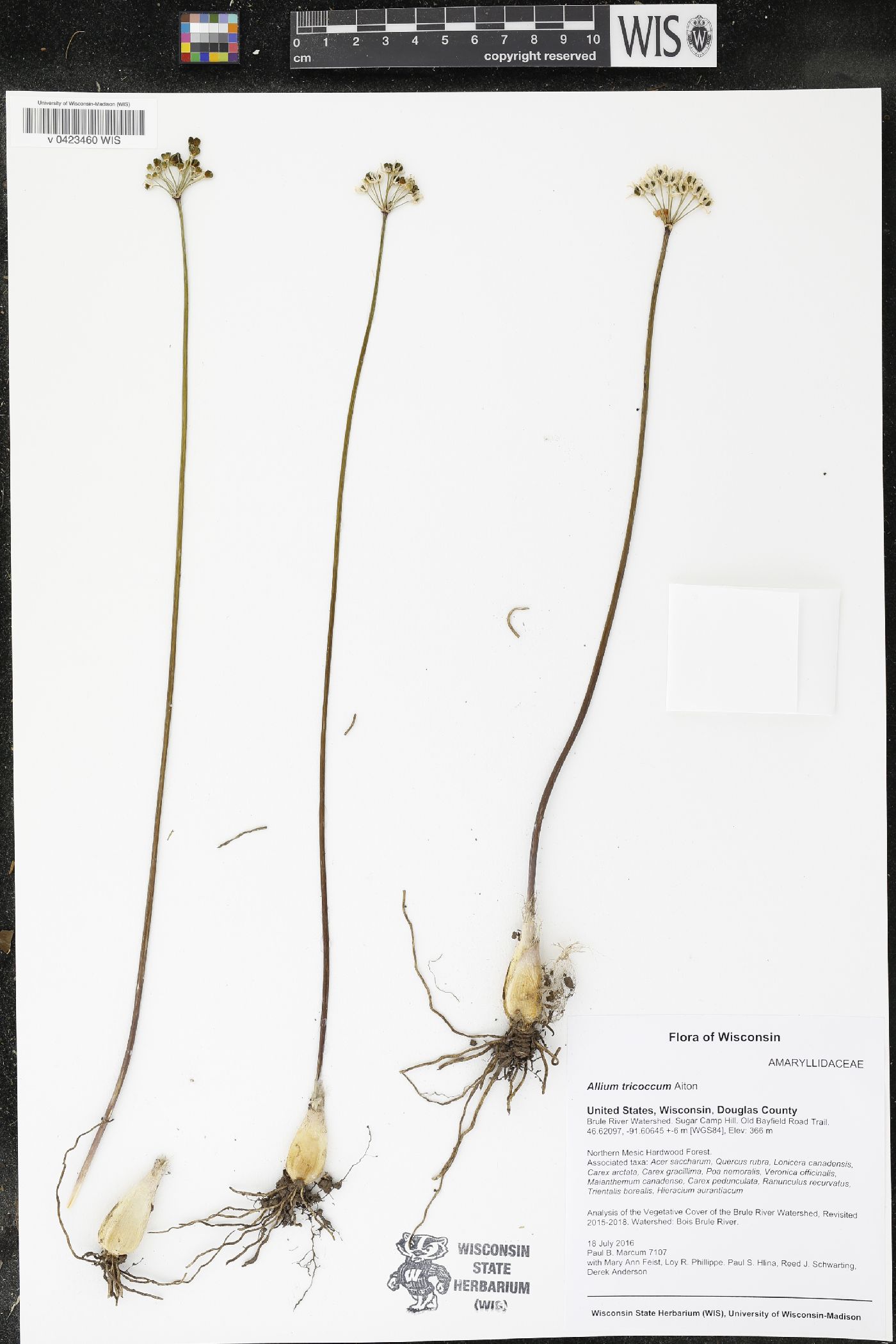 Allium tricoccum image