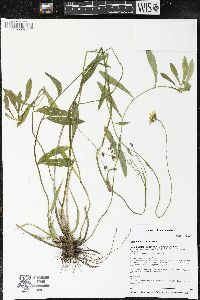 Hieracium scabrum image