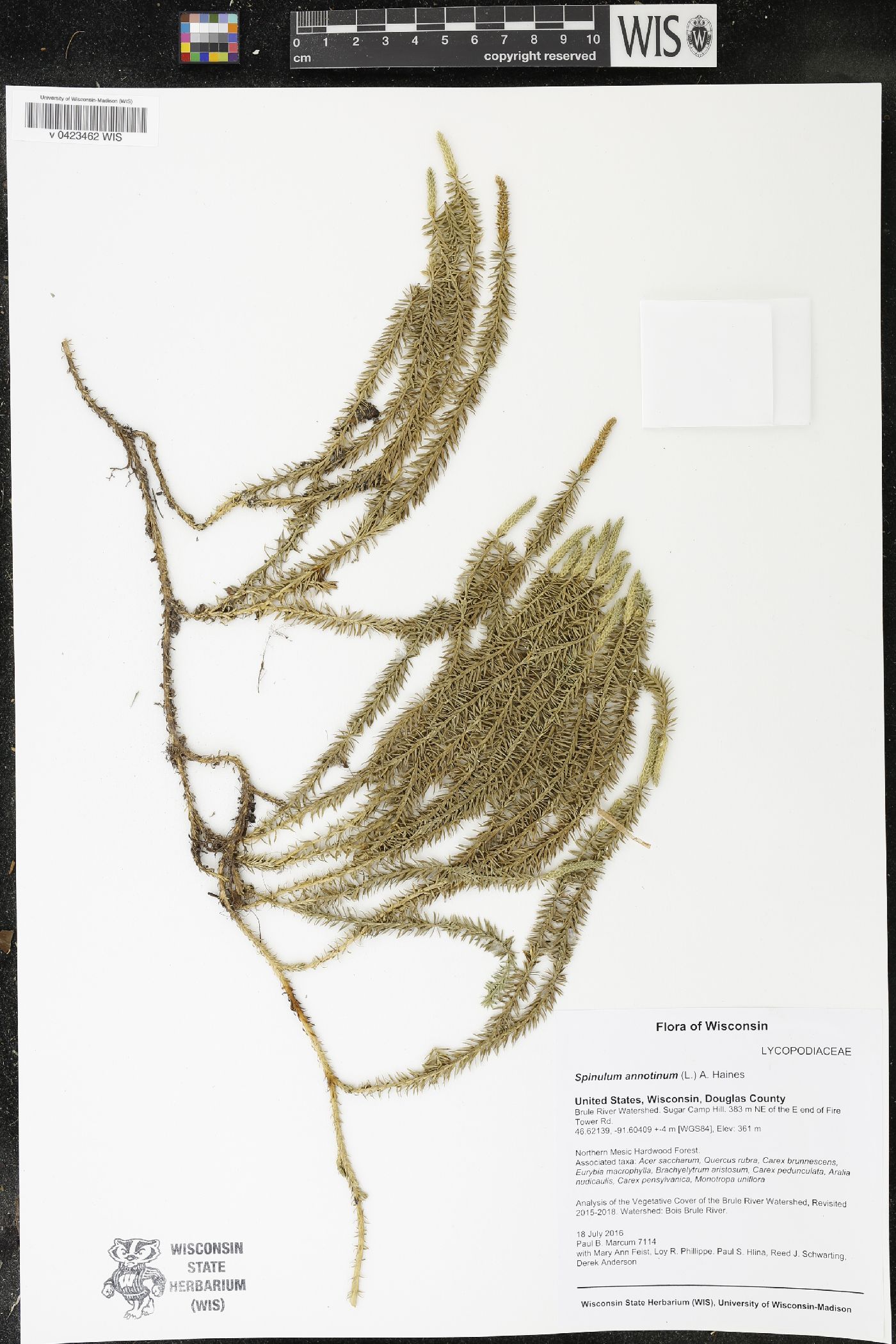 Spinulum annotinum image