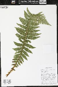 Polystichum braunii image