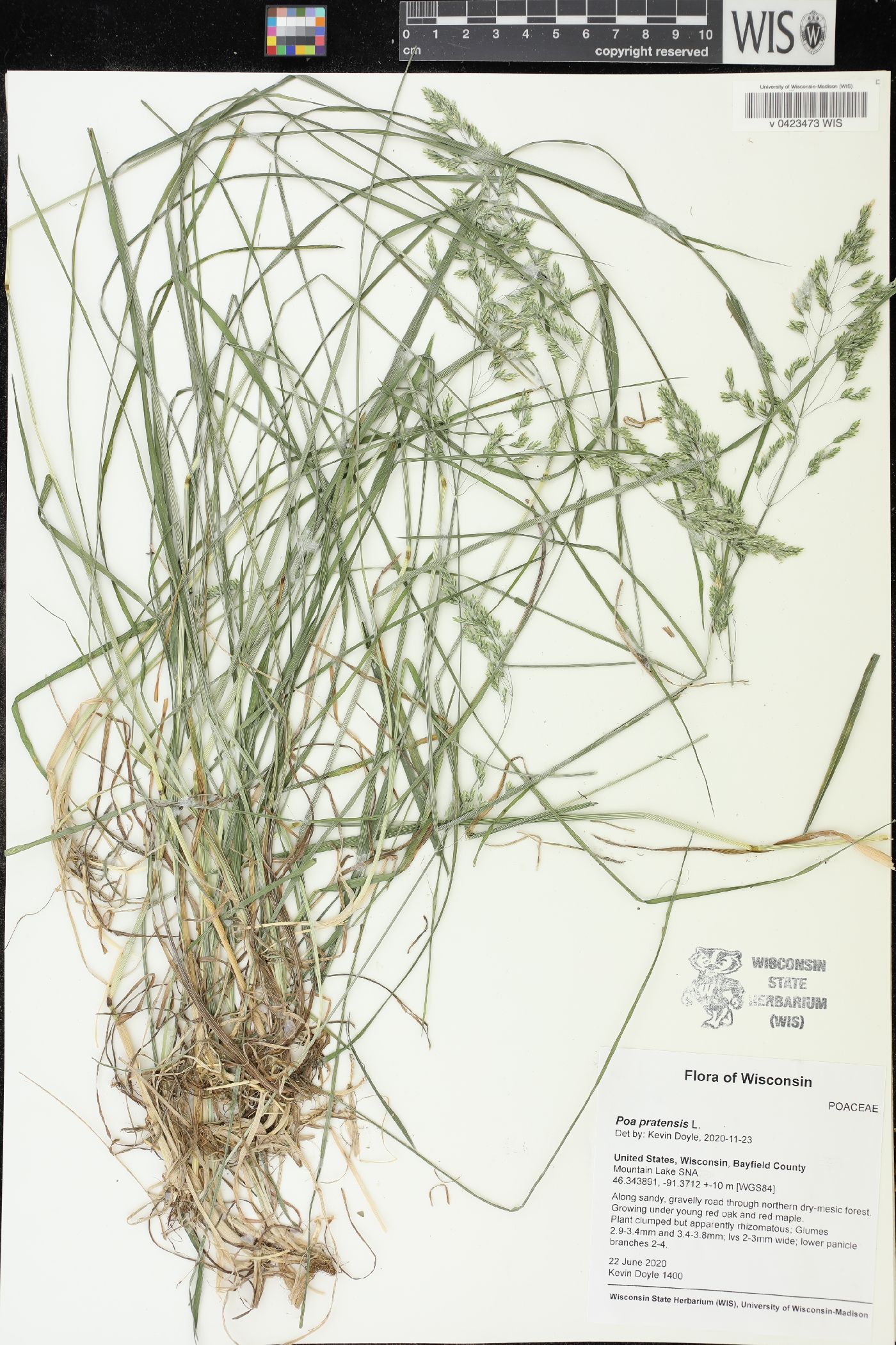 Poa pratensis image