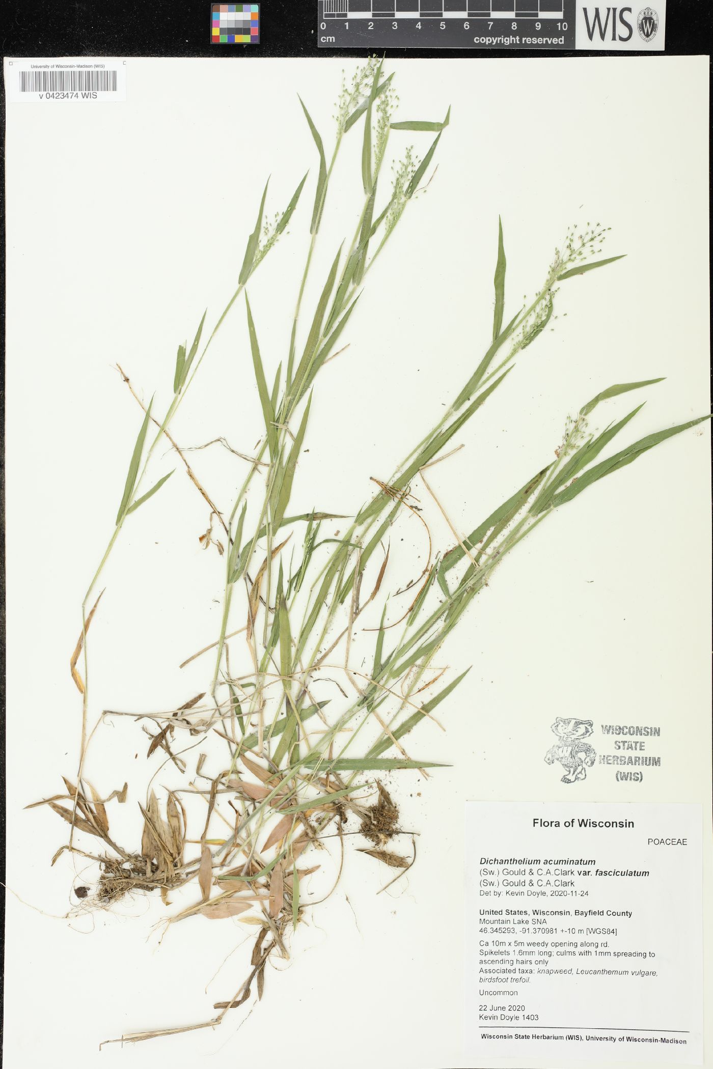 Dichanthelium acuminatum var. fasciculatum image