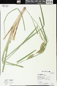 Carex rostrata image