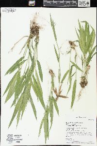 Dichanthelium xanthophysum image