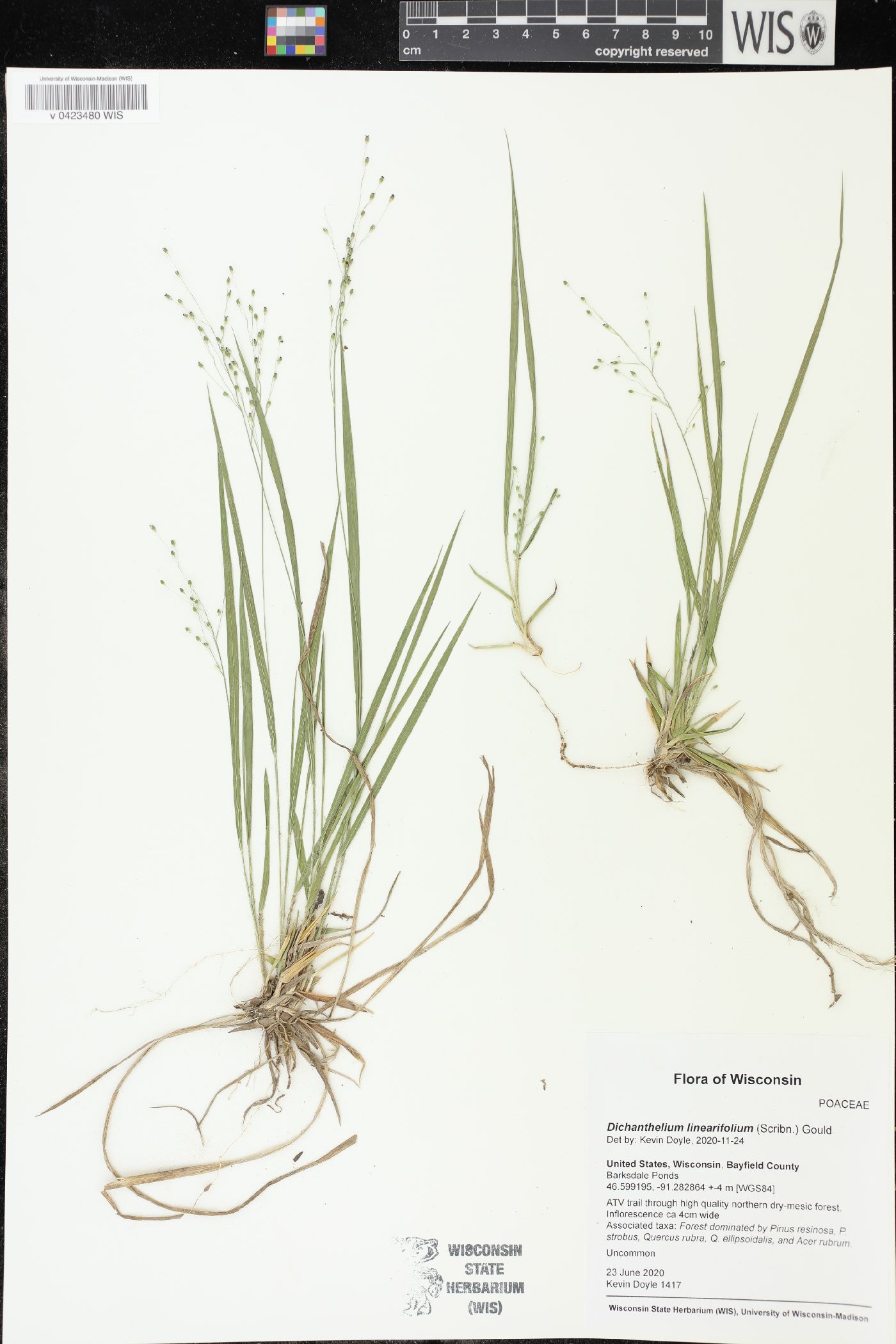 Dichanthelium linearifolium image
