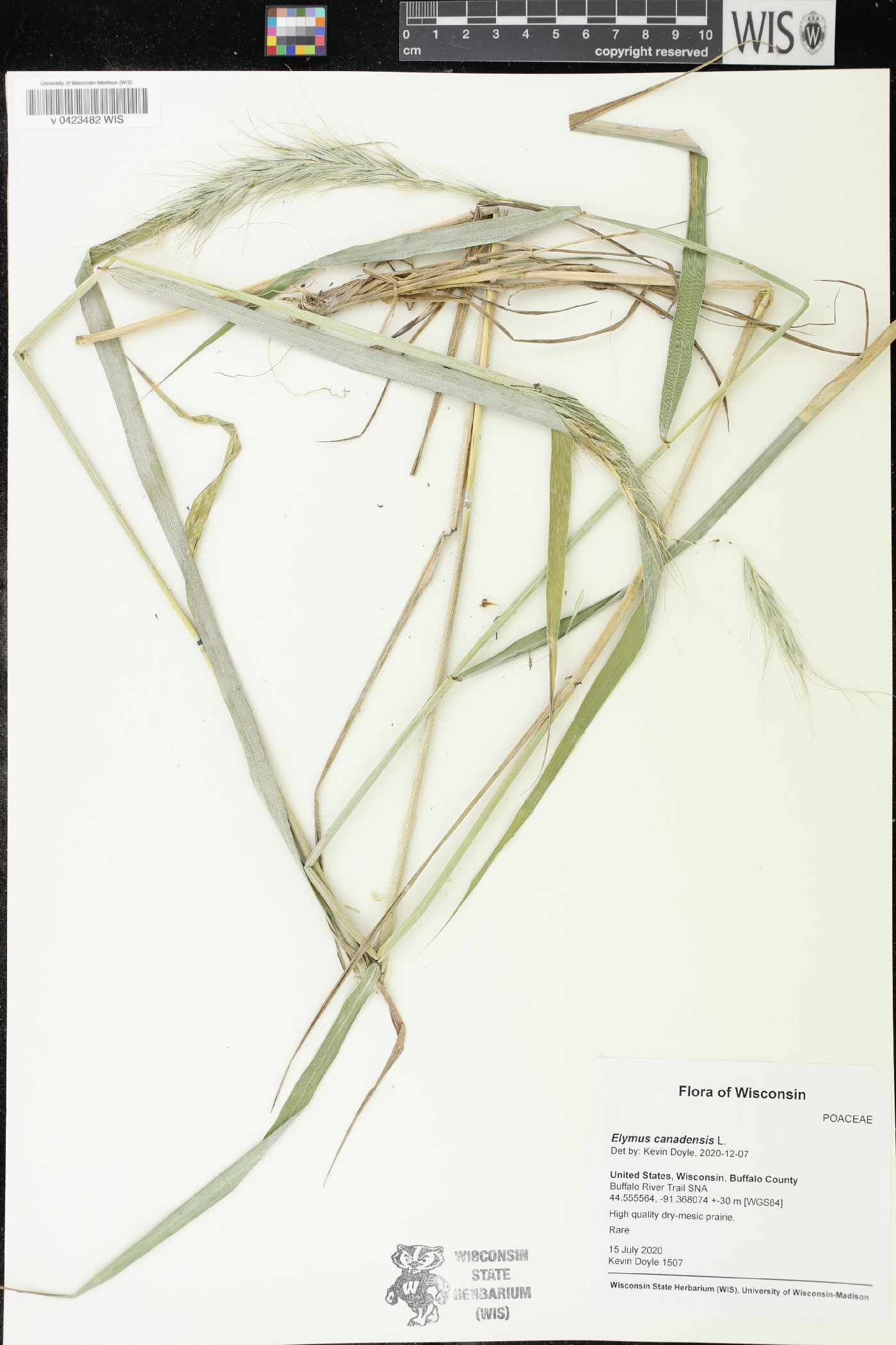 Elymus canadensis image