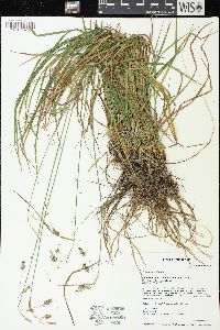 Carex magellanica image