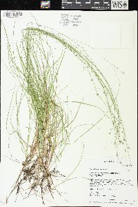 Carex trisperma image