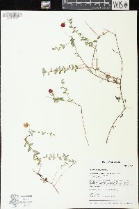 Vaccinium oxycoccos image