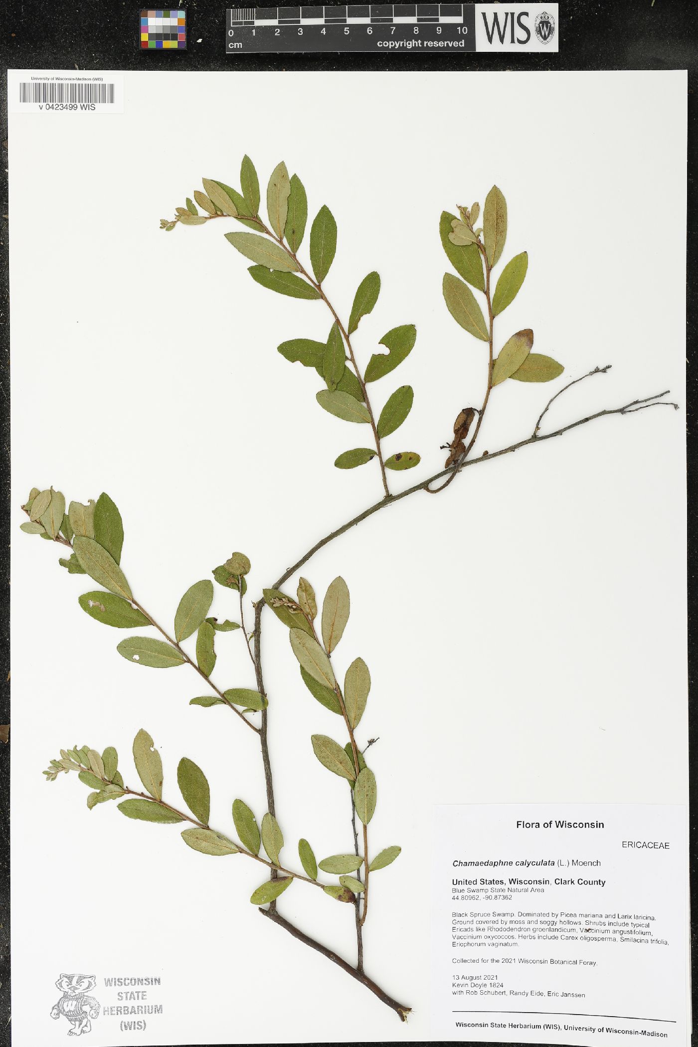 Chamaedaphne calyculata image