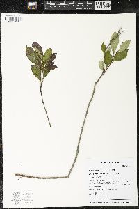 Aronia melanocarpa image