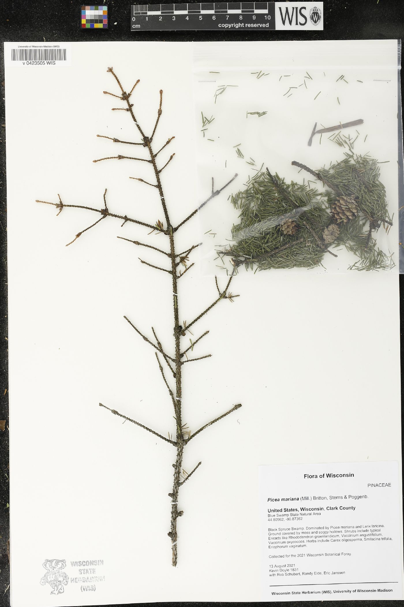 Picea mariana image