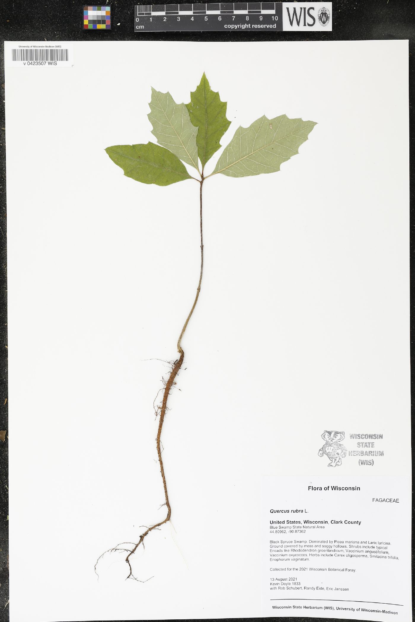 Quercus rubra image
