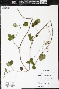 Rubus hispidus image