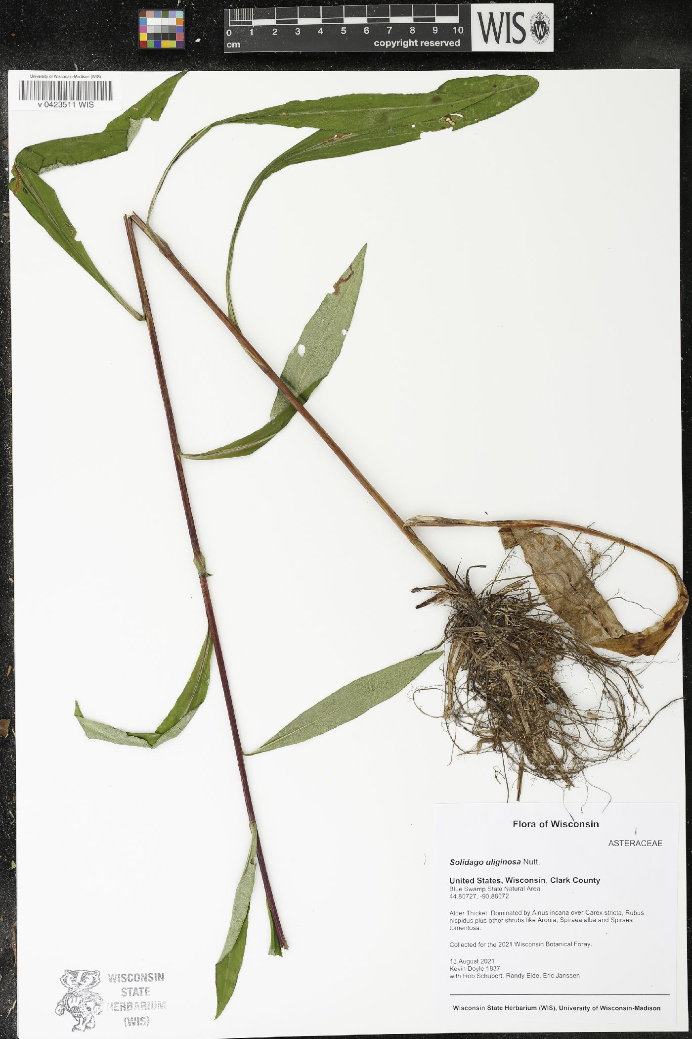 Solidago uliginosa image