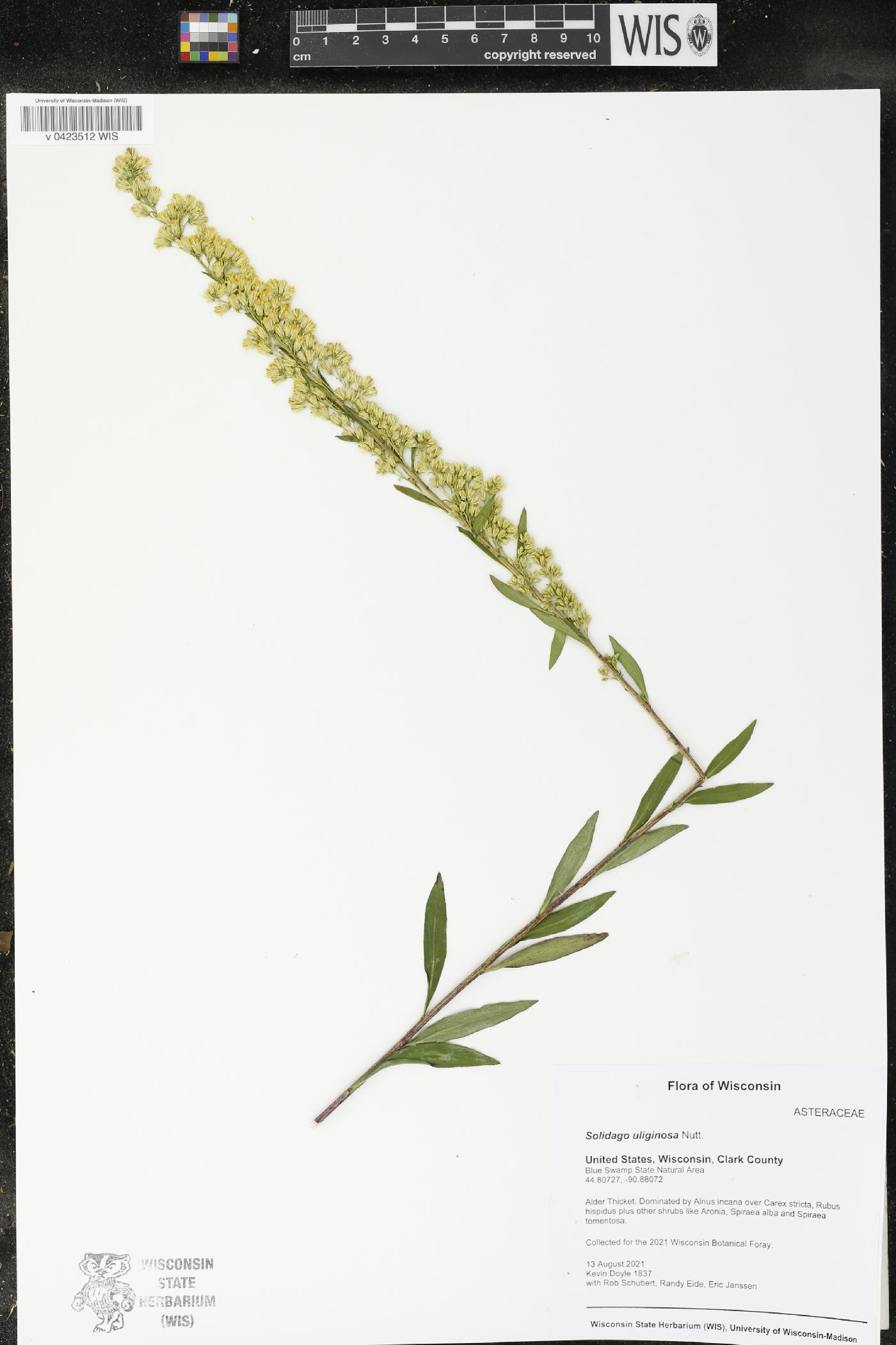 Solidago uliginosa image