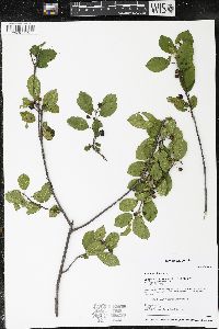 Frangula alnus image