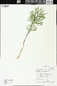 Dendrolycopodium hickeyi image