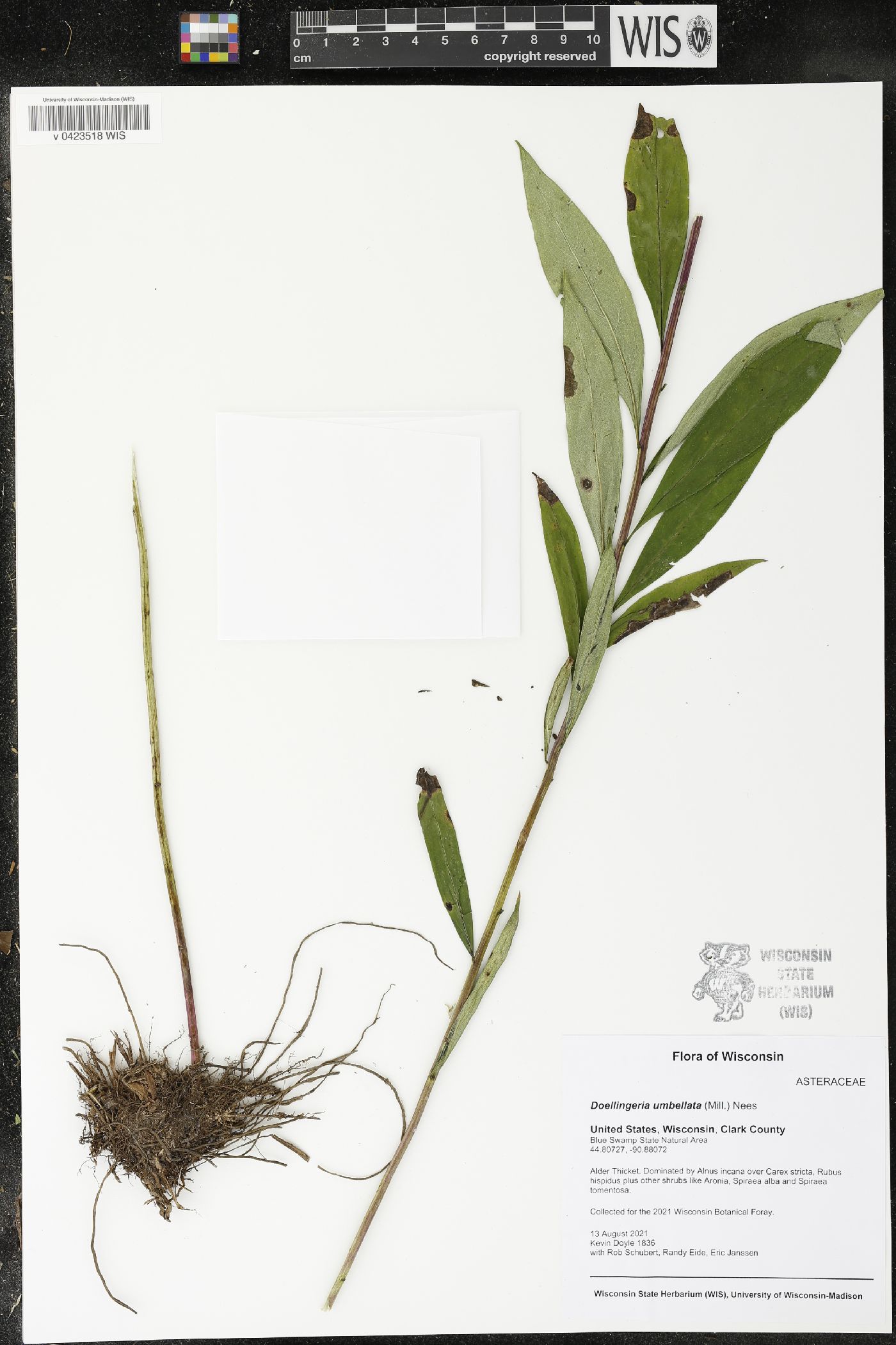 Doellingeria umbellata image