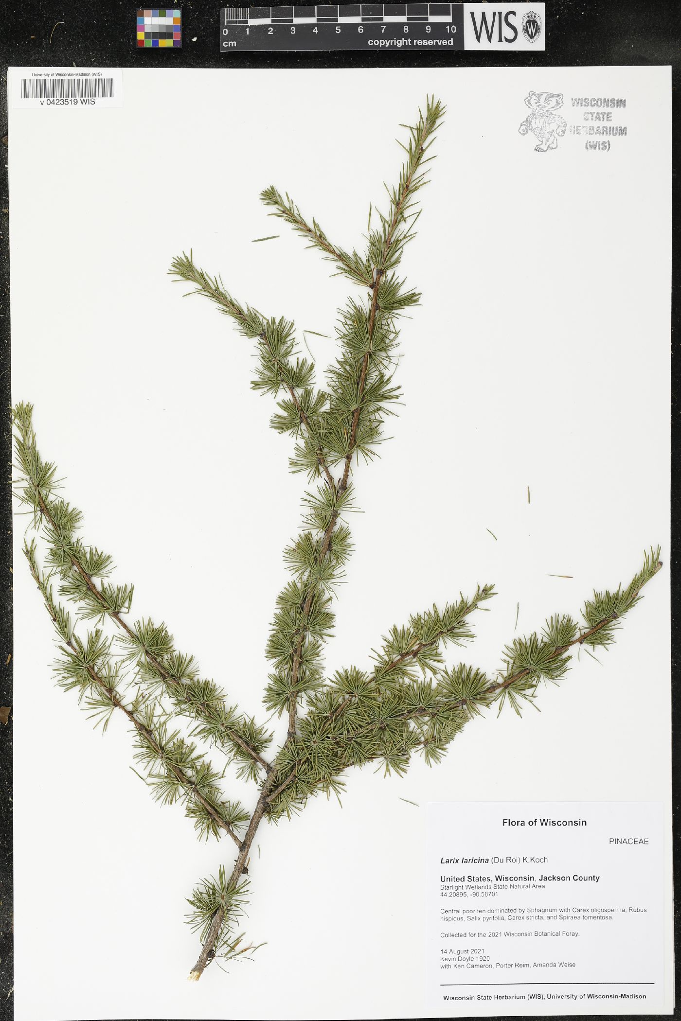 Larix laricina image