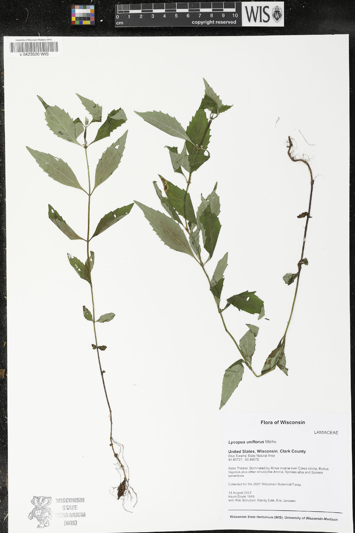 Lycopus uniflorus image