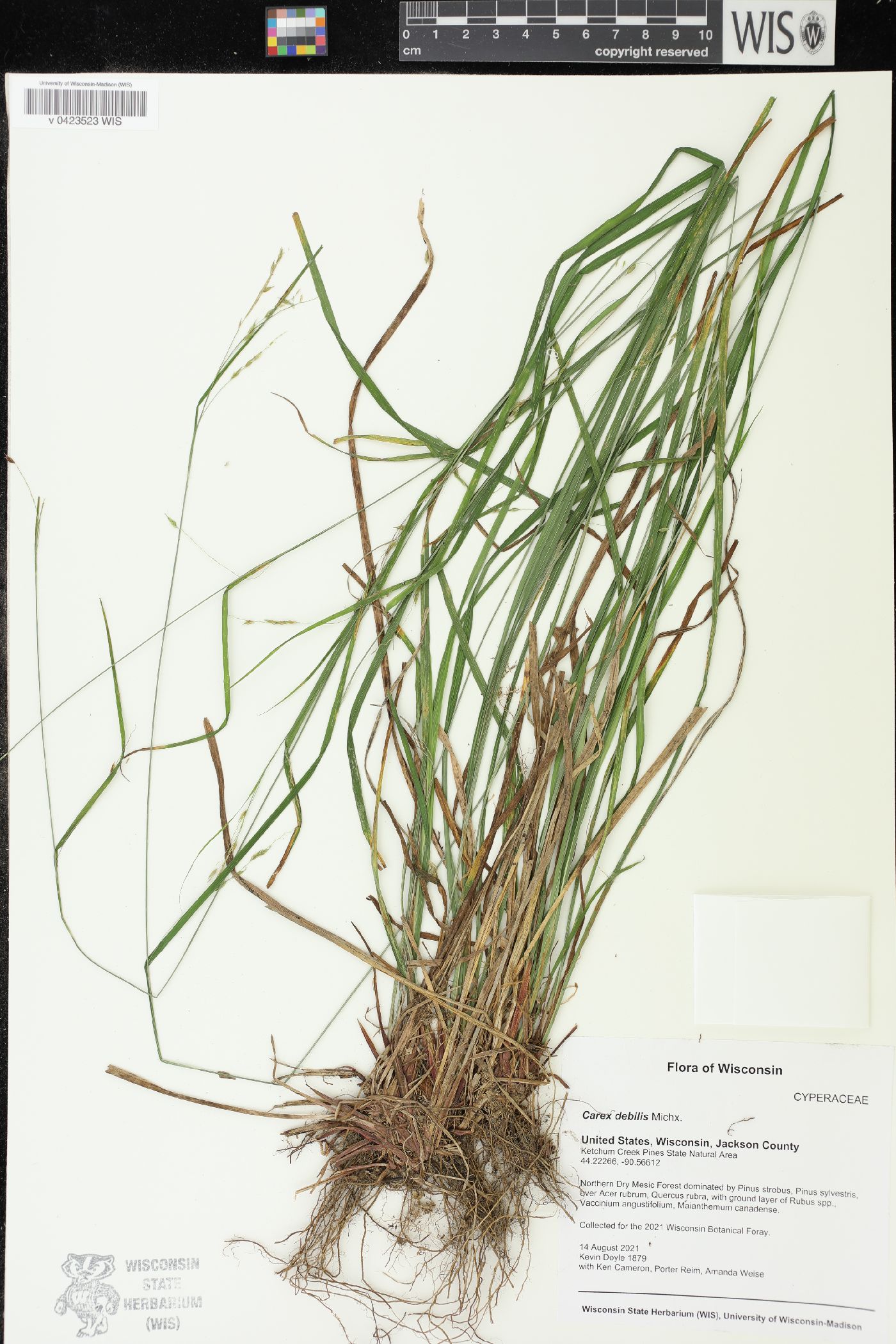 Carex debilis image