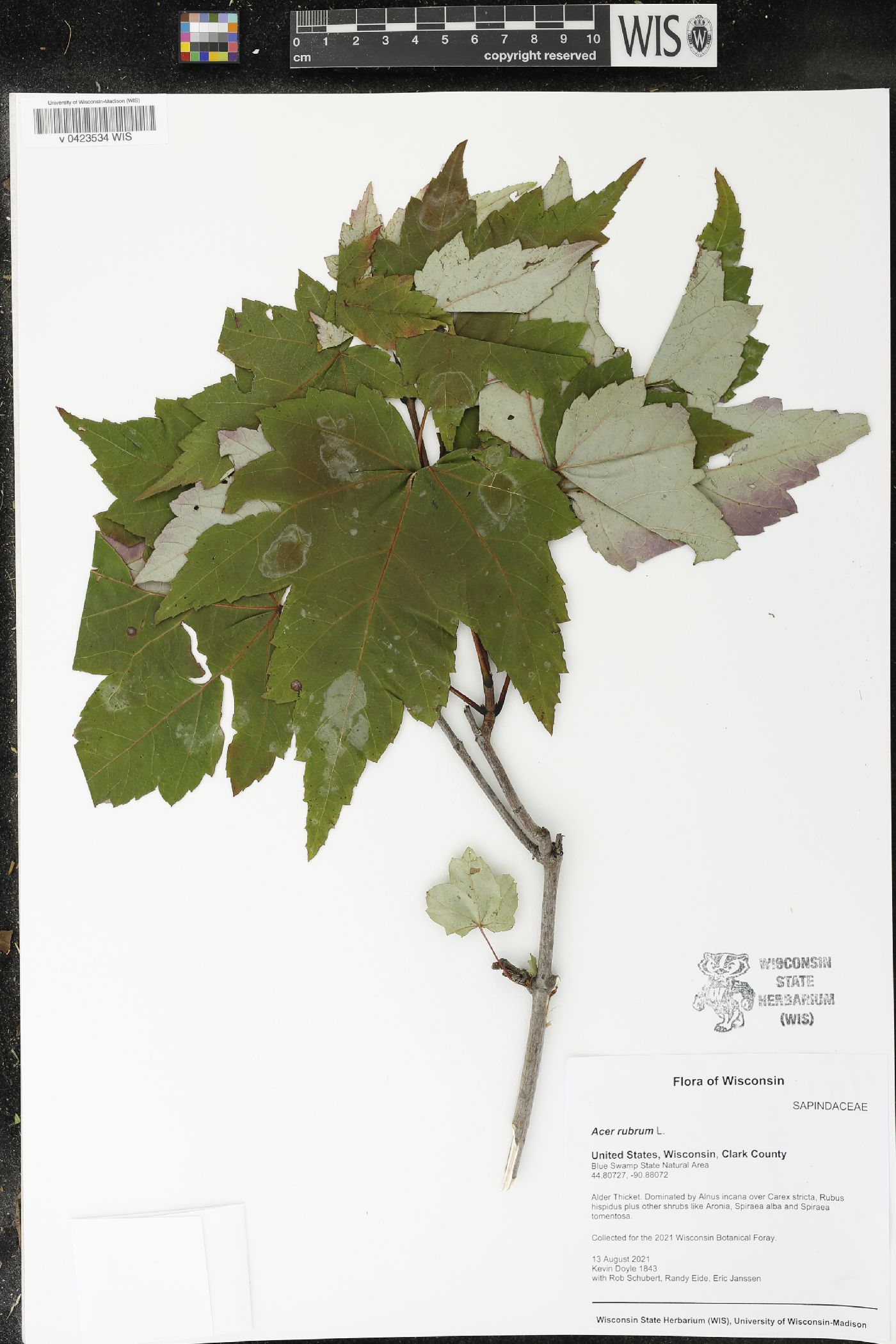 Acer rubrum image