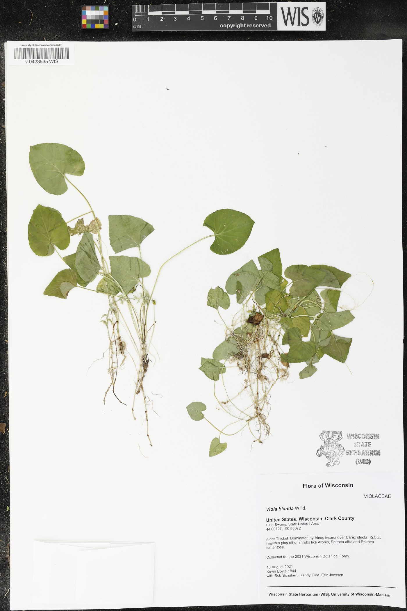 Viola blanda image