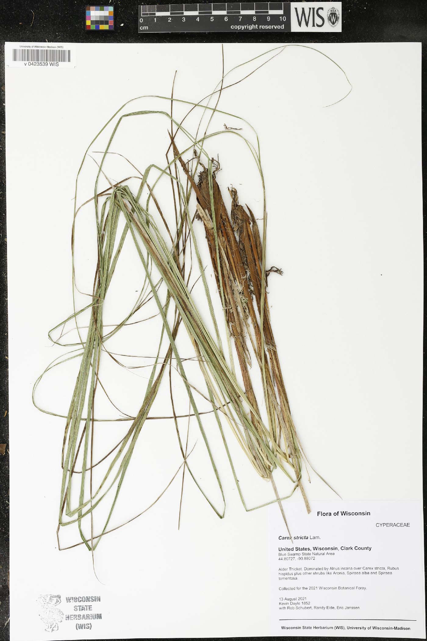Carex stricta image
