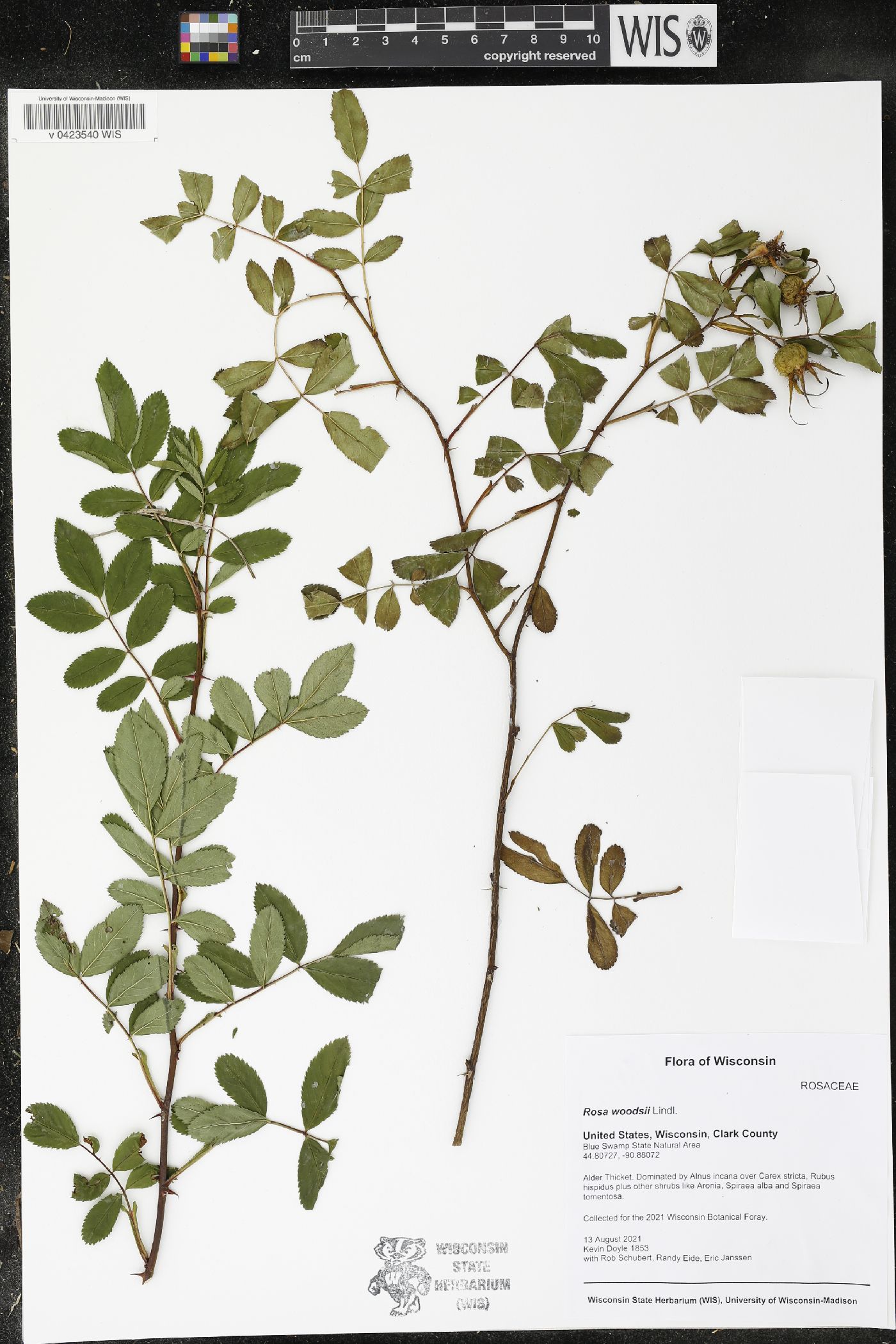 Rosa woodsii image