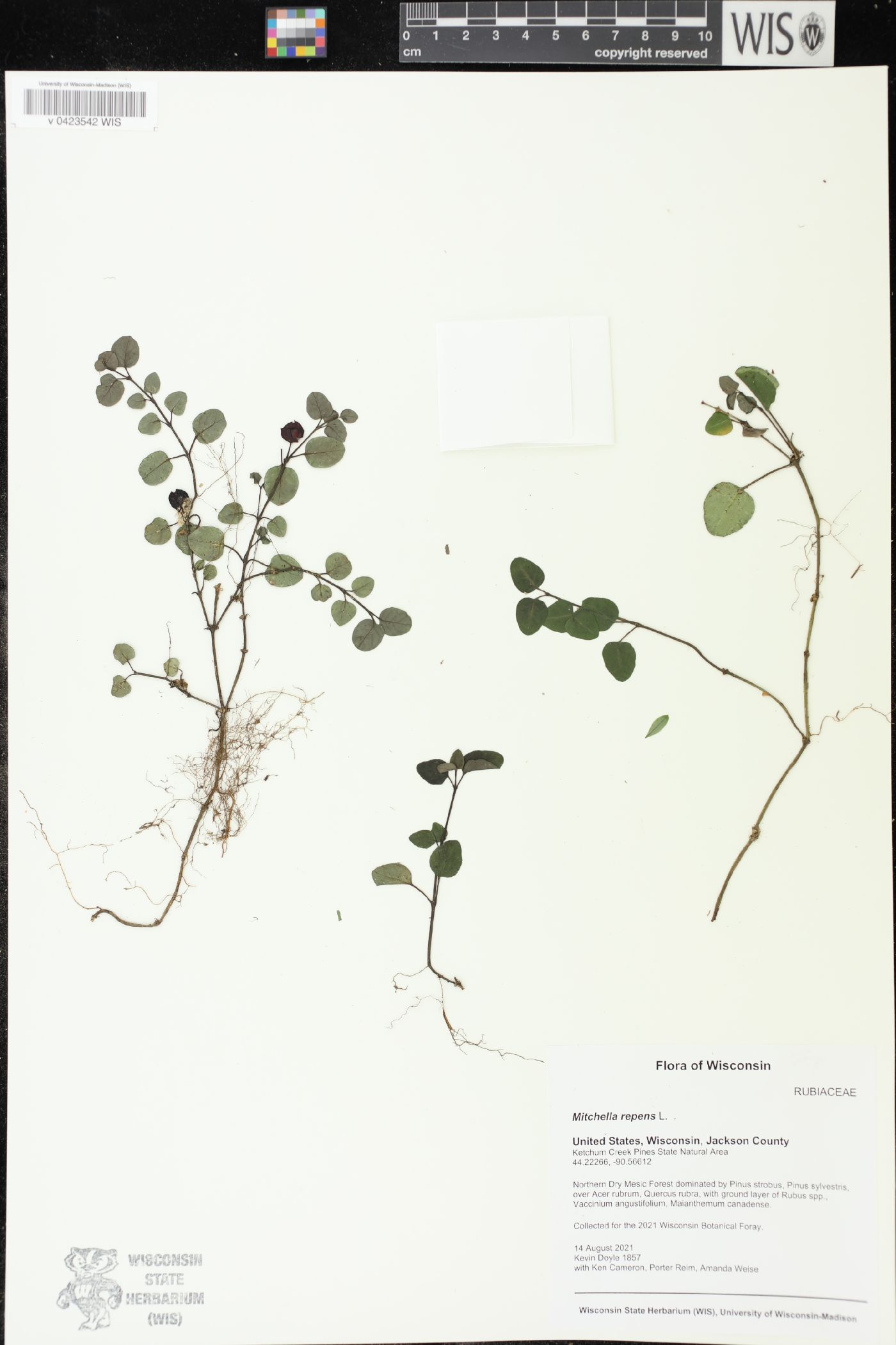 Mitchella repens image