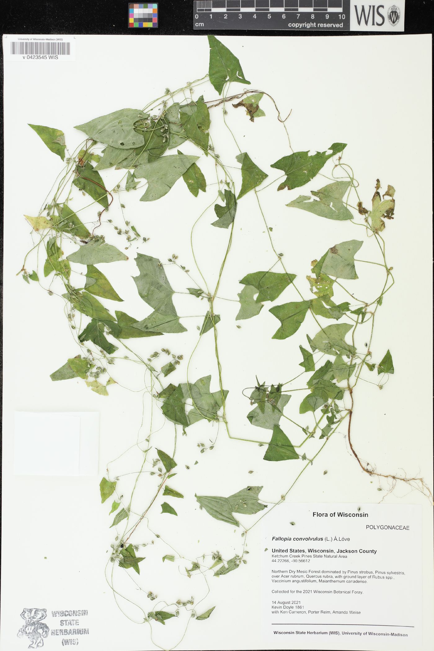 Fallopia convolvulus image