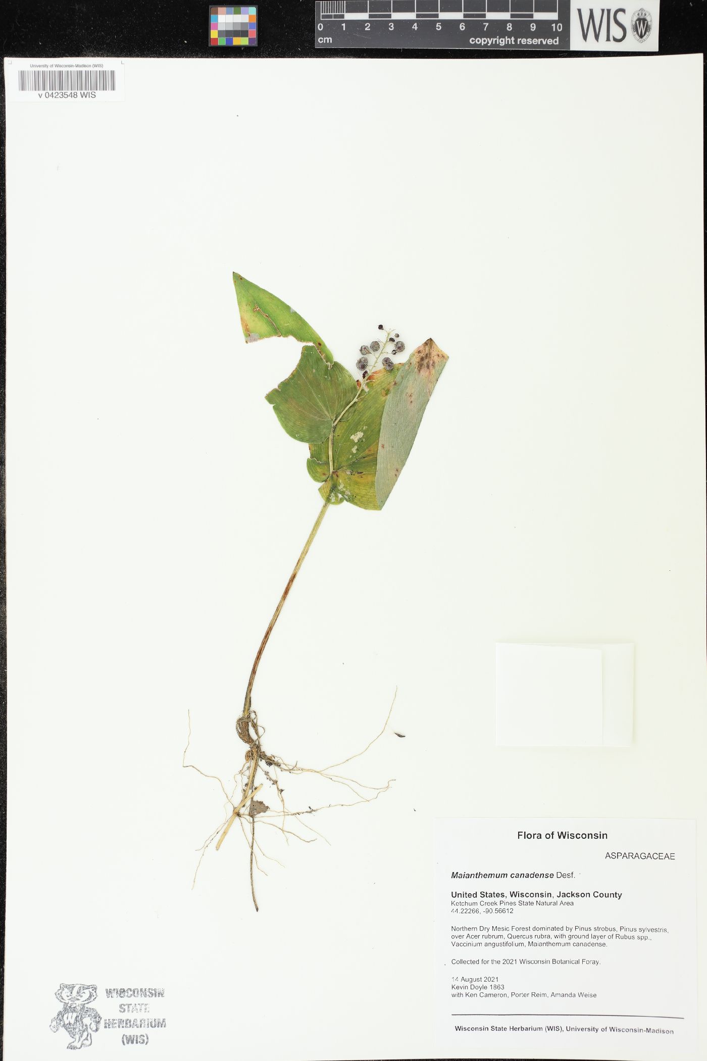 Maianthemum canadense image