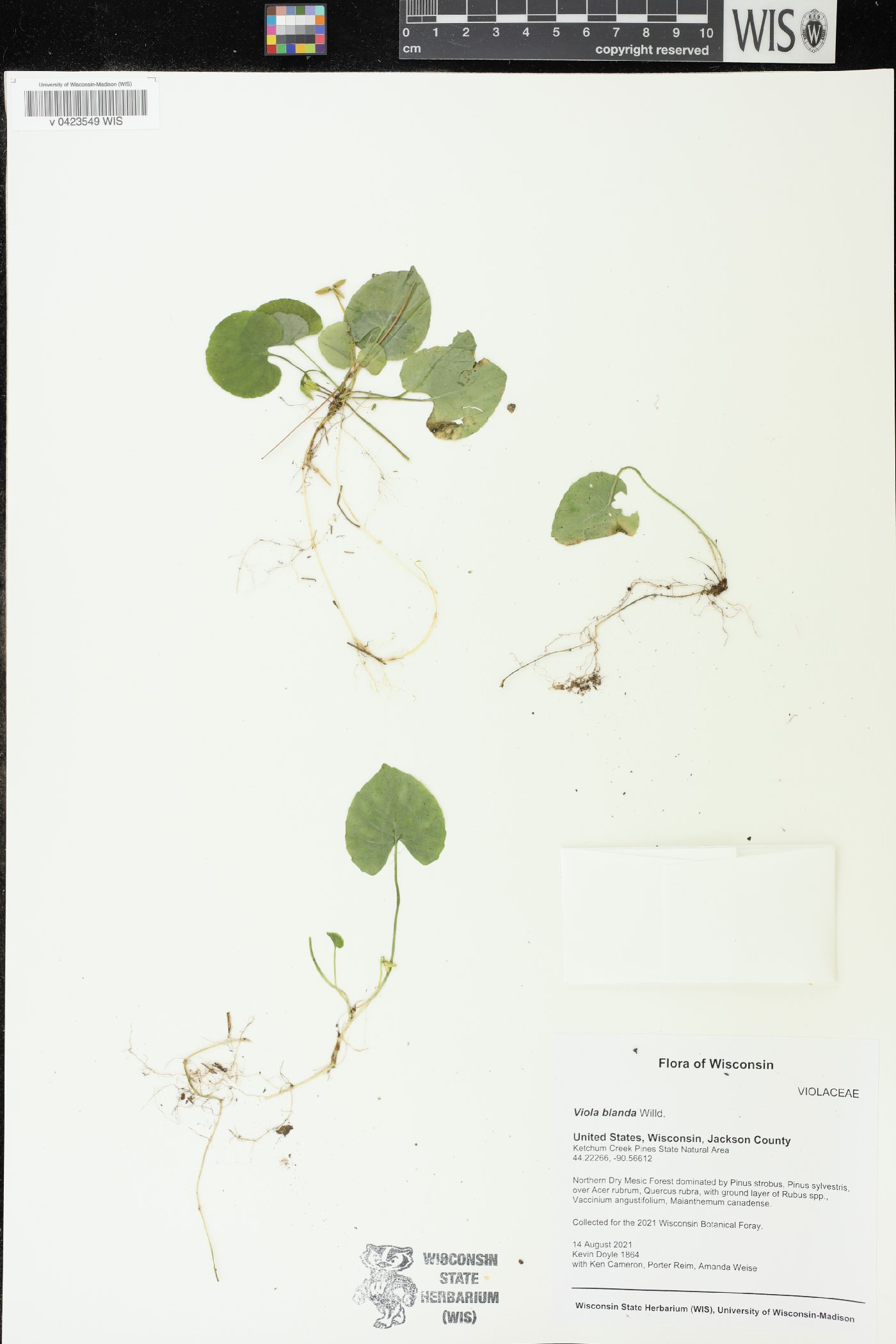 Viola blanda image