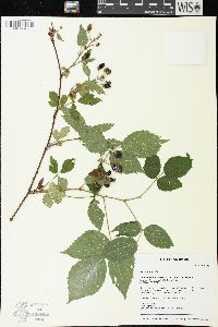 Rubus hispidus image