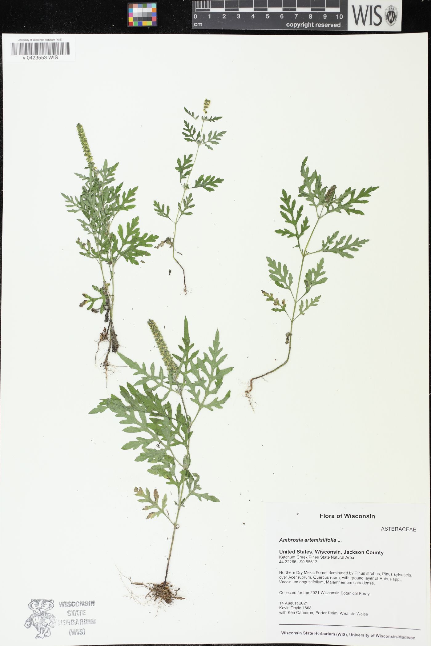 Ambrosia artemisiifolia image
