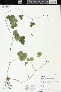 Rubus hispidus image