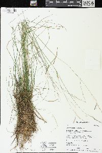 Poa saltuensis image