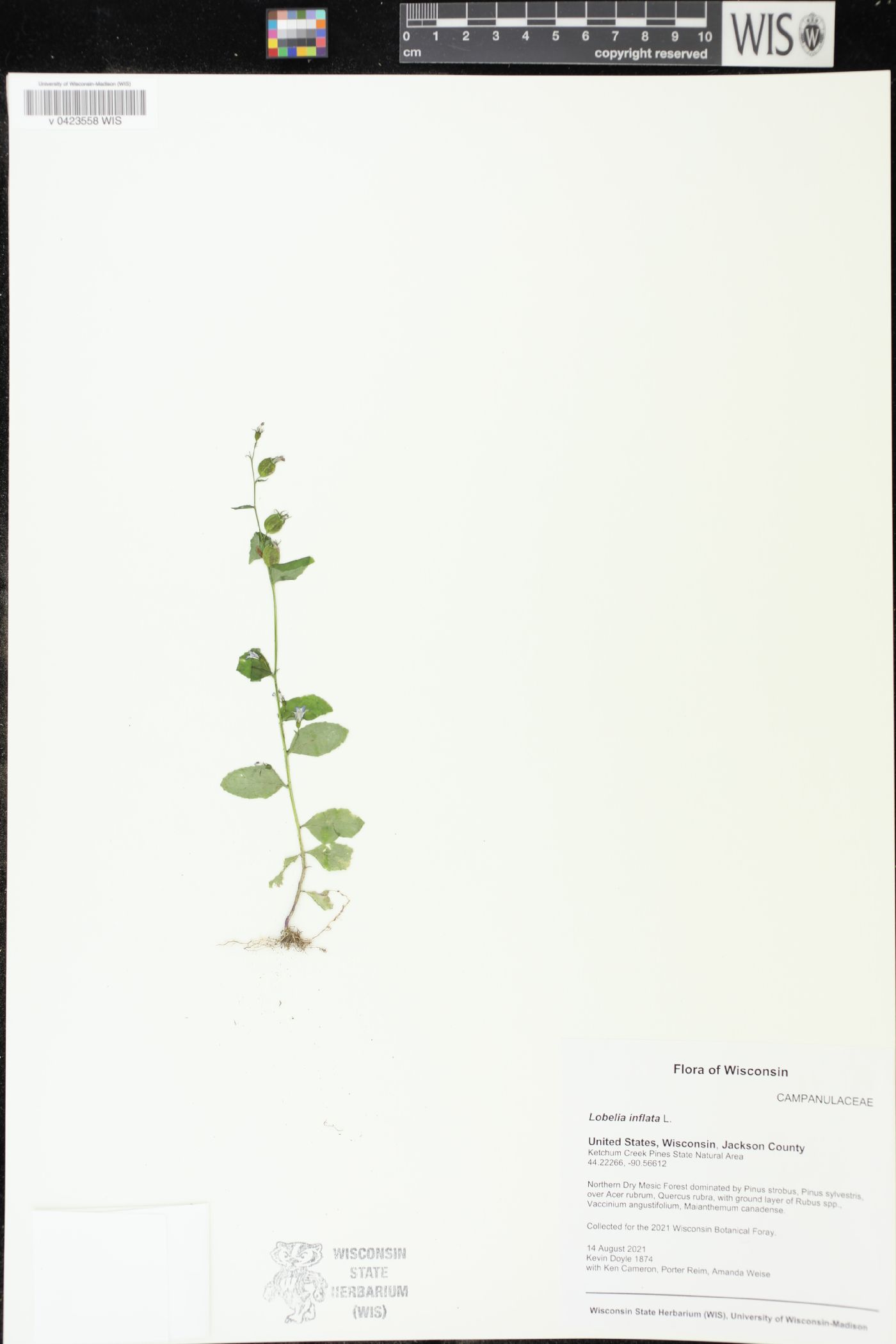 Lobelia inflata image