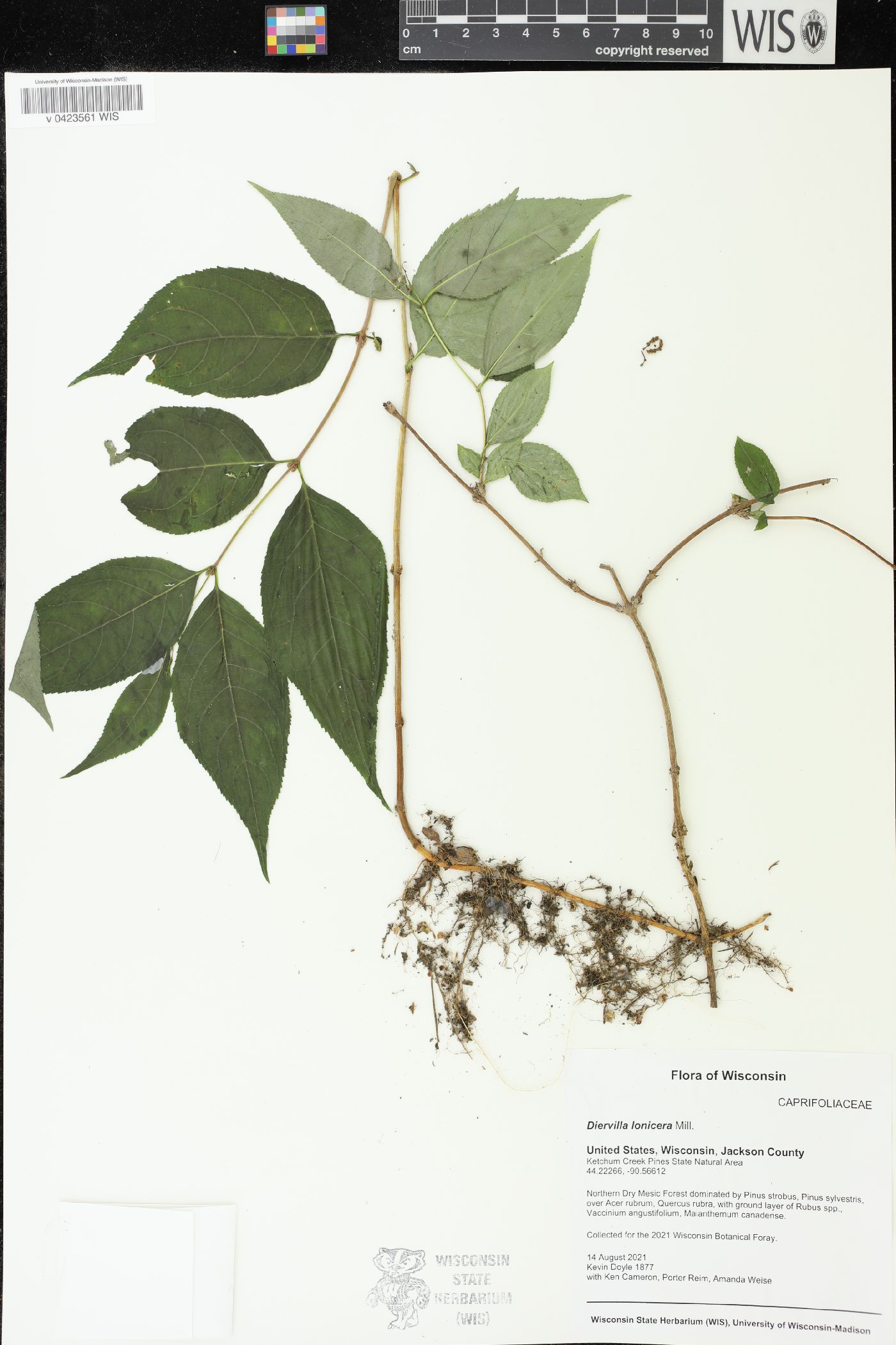 Diervilla lonicera image
