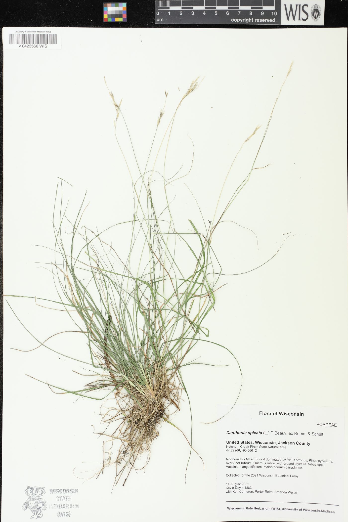Danthonia spicata image