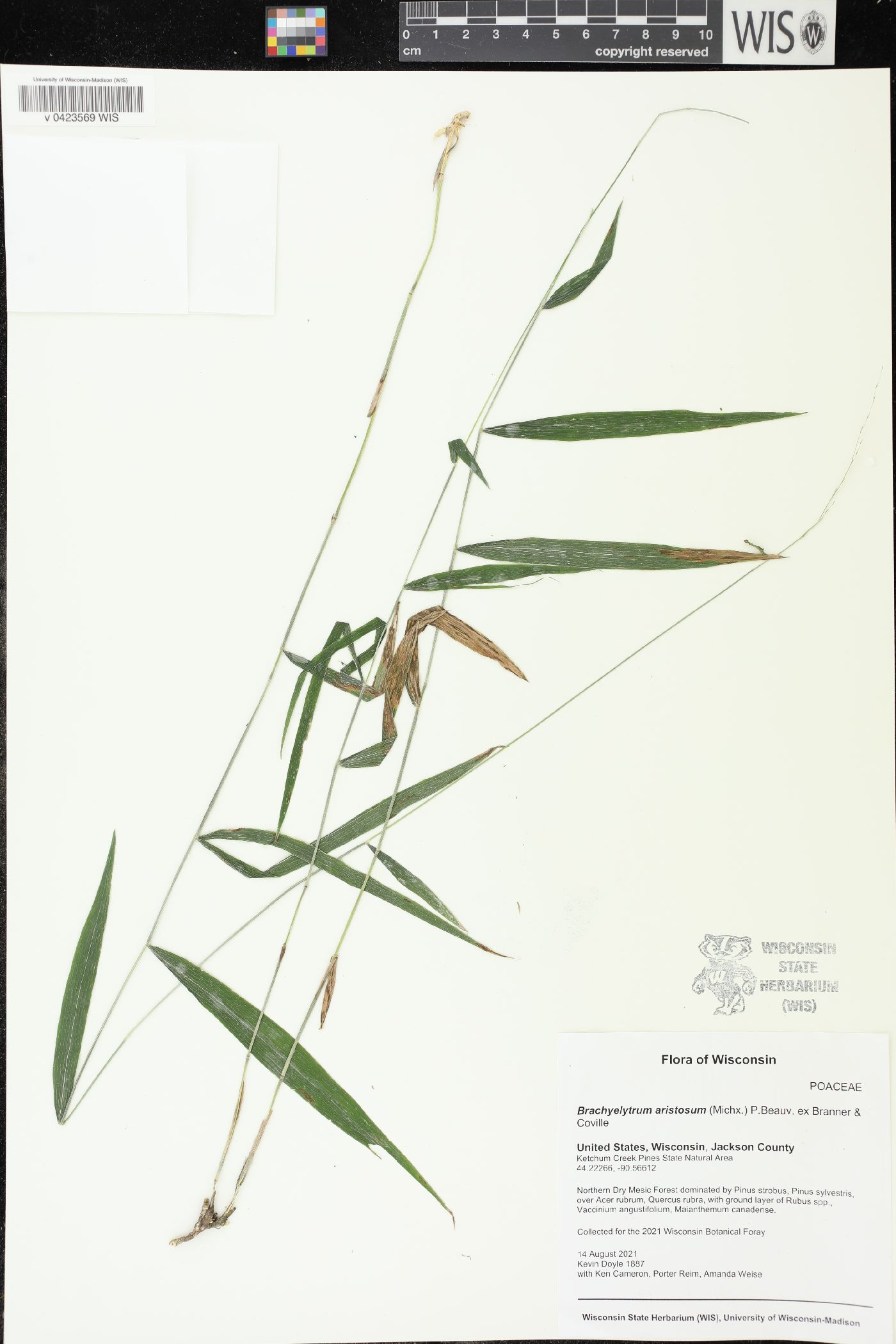 Brachyelytrum aristosum image