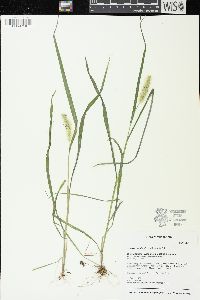 Setaria pumila image