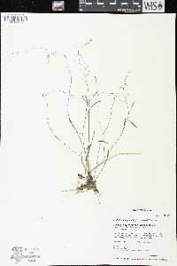 Arabidopsis lyrata image