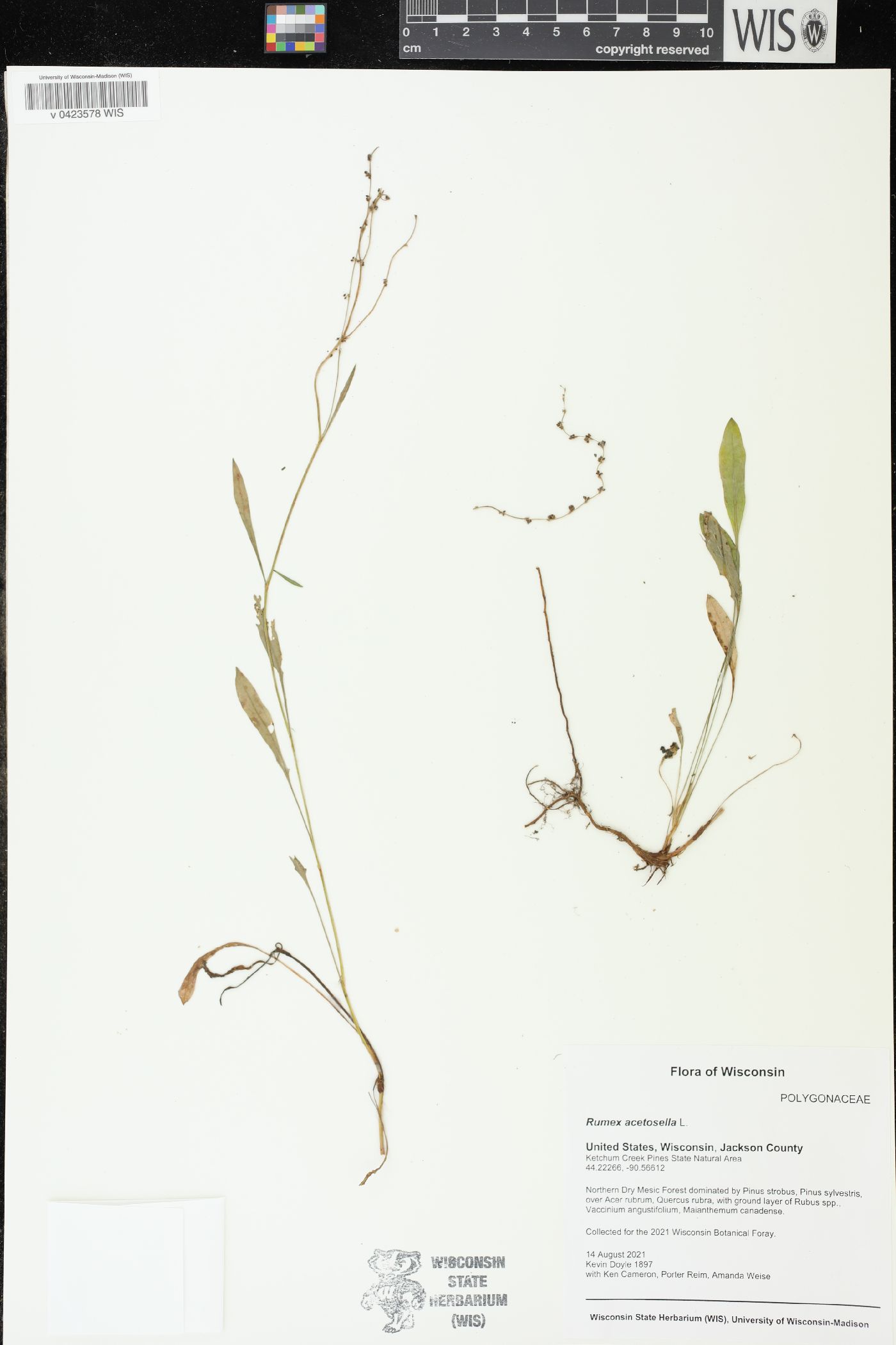 Rumex acetosella image