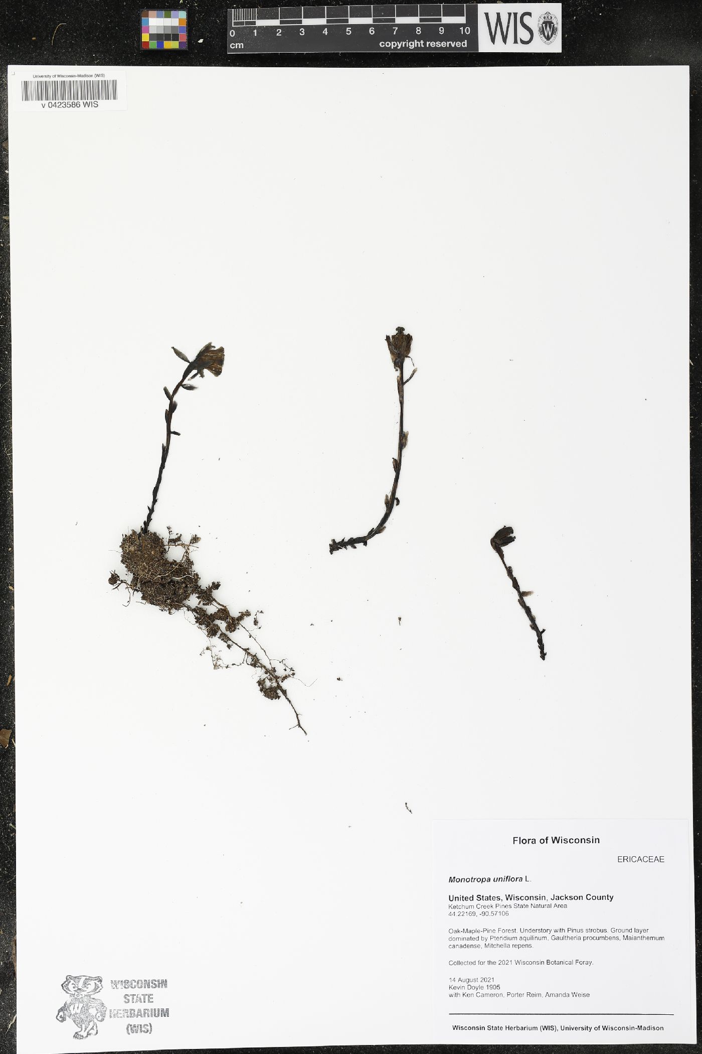 Monotropa uniflora image