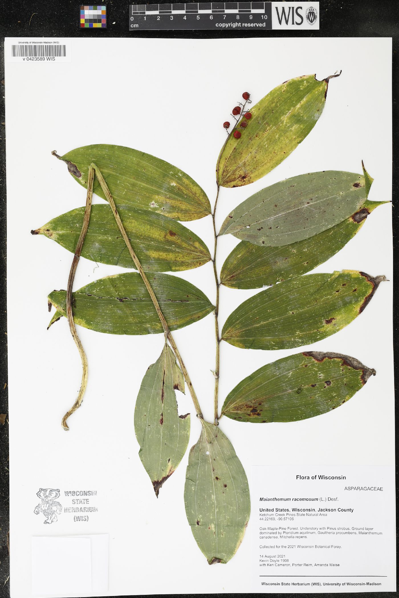 Maianthemum racemosum image