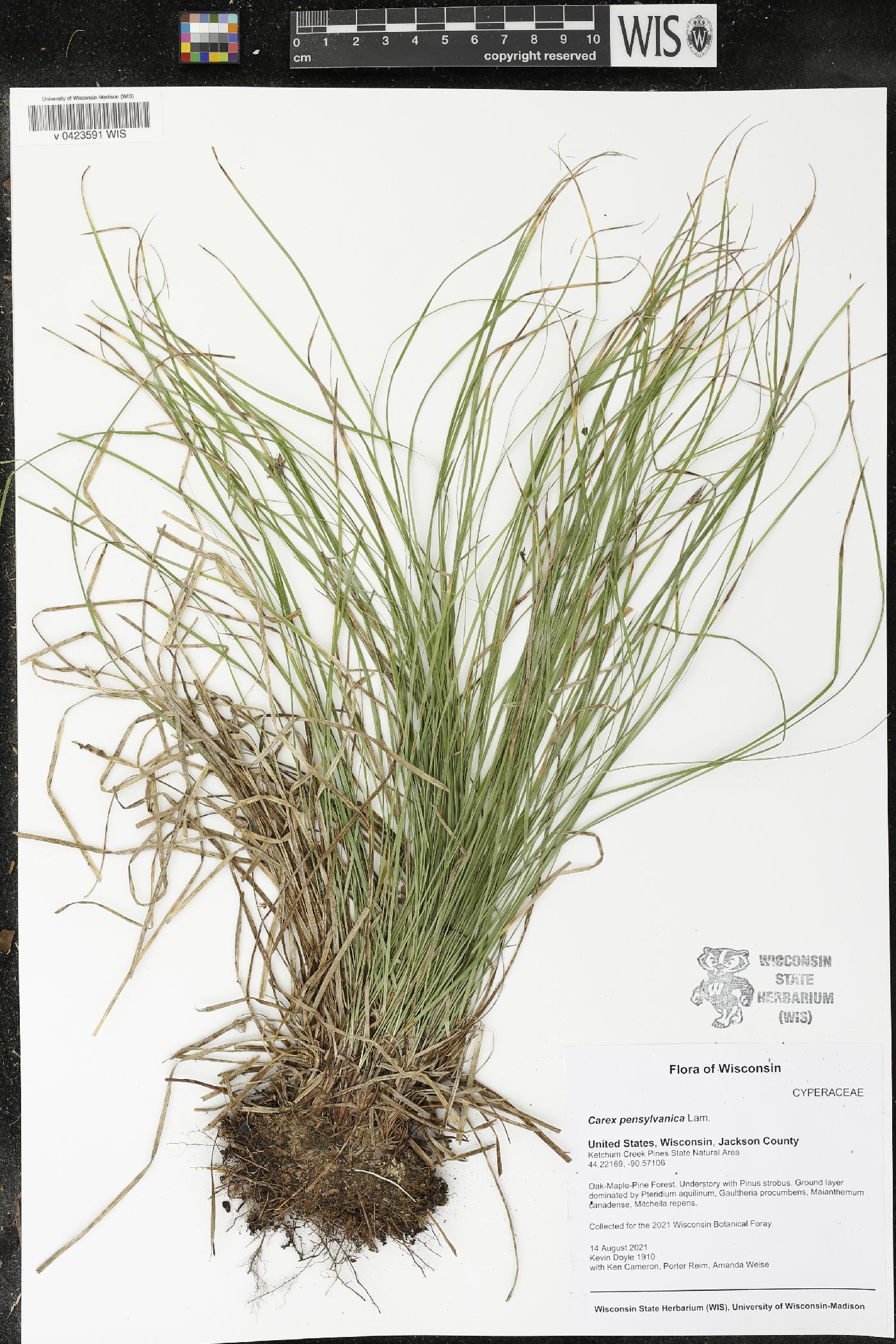 Carex pensylvanica image