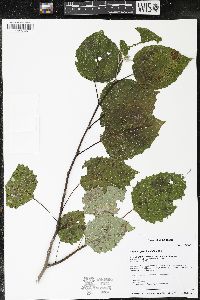 Populus grandidentata image