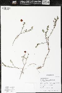 Vaccinium oxycoccos image